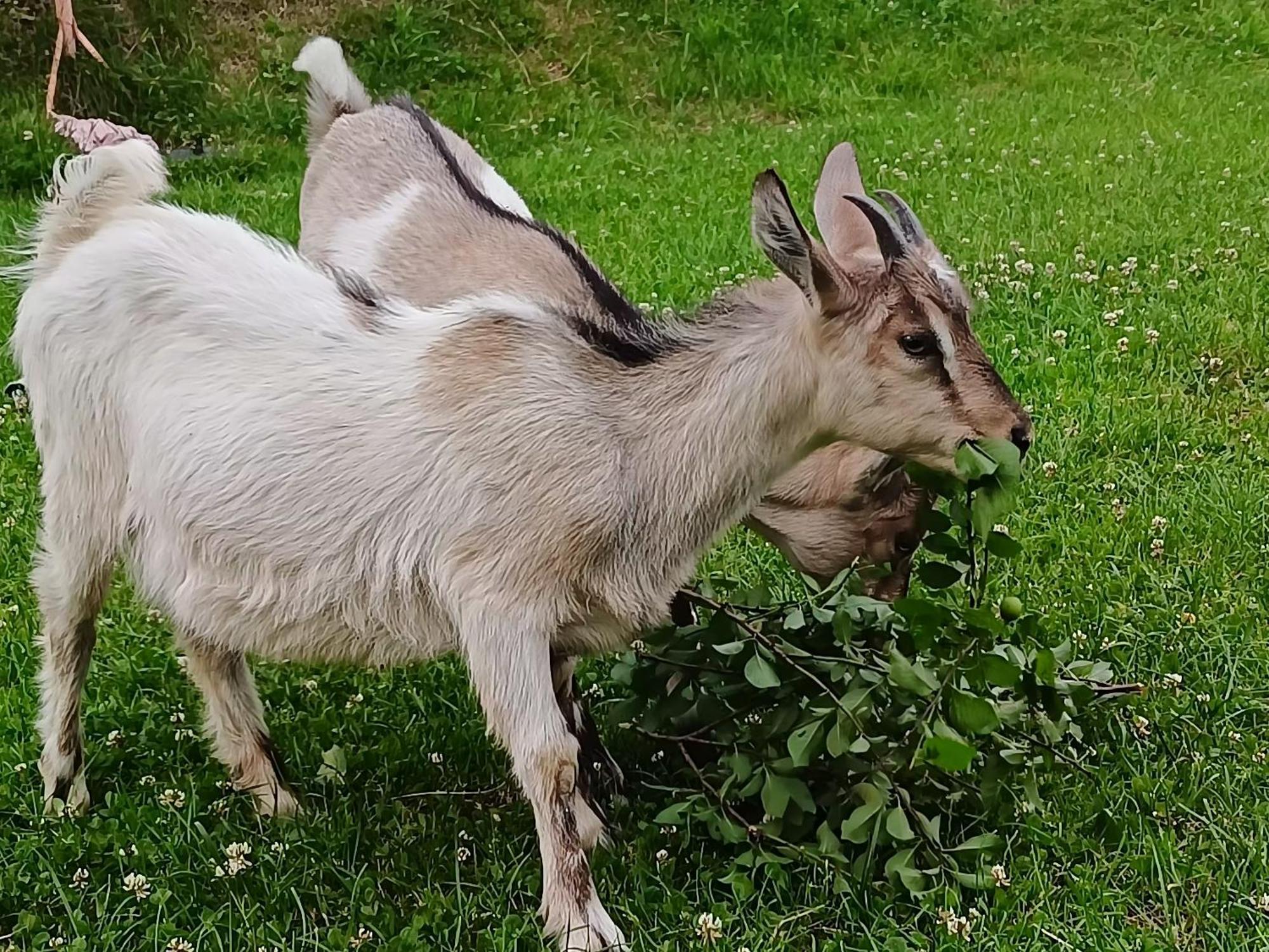 Domek Nad Lasem Koniaków Exterior foto